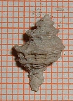 Coralliophidae da identificare